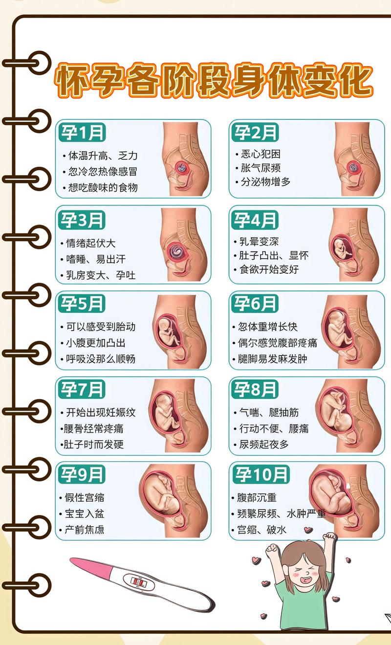 揭秘供卵代孕妈妈怀孕小腹分两节，孕期变化的奥秘商洛代生机构: